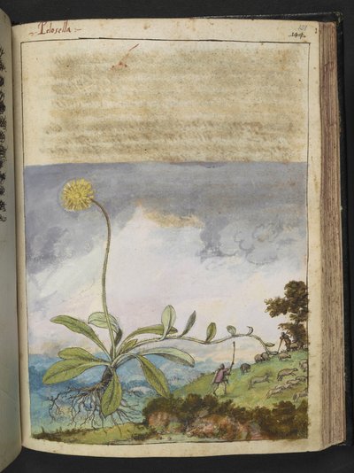 Pilosella officinarum, från "Paintings of Flora of the Roman States" av Gherardo Cibo, Add MS 22333, f138r, c.1564-84 (akvarell & gouache på papper) av Gherardo Cibo