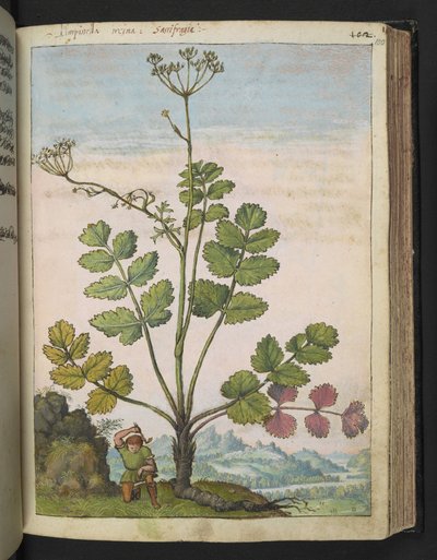 Pimpinella major, från "Paintings of Flora of the Roman States" av Gherardo Cibo, Add MS 22333, f100r, c.1564-84 (akvarell & gouache på papper) av Gherardo Cibo