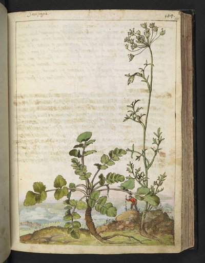 Pimpinella saxifraga, från "Paintings of Flora of the Roman States" av Gherardo Cibo, Add MS 22333, f101r, c.1564-84 (akvarell & gouache på papper) av Gherardo Cibo