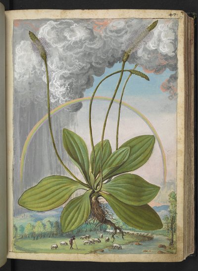 Plantago media, från "Paintings of Flora of the Roman States" av Gherardo Cibo, Add MS 22333, f050r, c.1564-84 (akvarell & gouache på papper) av Gherardo Cibo