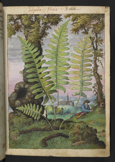 Polypodium, från "Paintings of Flora of the Roman States" av Gherardo Cibo, Add MS 22333, f015r, c.1564-84 (akvarell & gouache på papper) av Gherardo Cibo