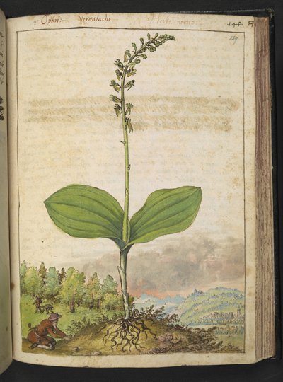 Möjligen Ophrys apifera (biorkidé), från "Paintings of Flora of the Roman States" av Gherardo Cibo, Add MS 22333, f139r, c.1564-84 (akvarell & gouache på papper) av Gherardo Cibo