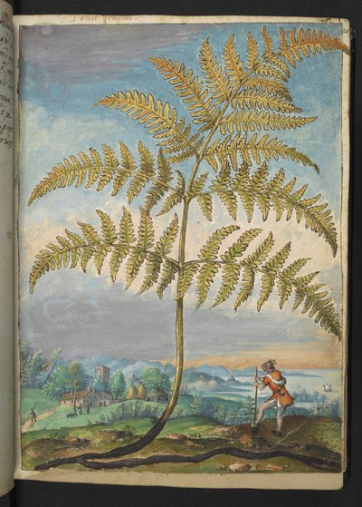 Pteridium aquilinum: En ormbunke, från "Paintings of Flora of the Roman States" av Gherardo Cibo, Add MS 22333, f020r, c.1564-84 (akvarell & gouache på papper) av Gherardo Cibo