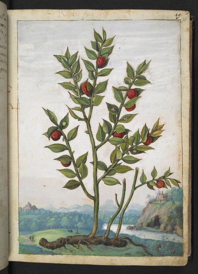 Ruscus aculeatus: En växt som bär röda bär, från "Paintings of Flora of the Roman States" av Gherardo Cibo, Add MS 22333, f023r, c.1564-84 (akvarell & gouache på papper) av Gherardo Cibo