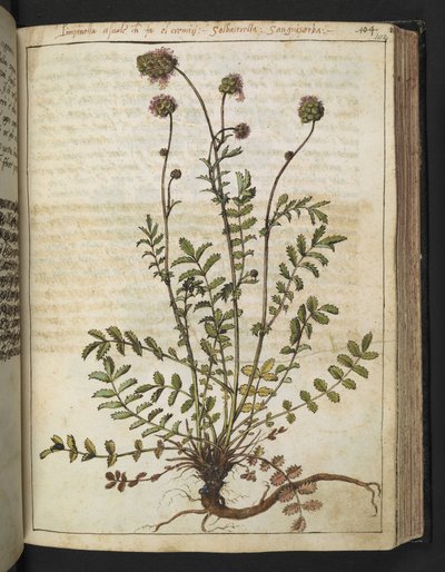 Sanguisorba minor, från "Paintings of Flora of the Roman States" av Gherardo Cibo, Add MS 22333, f102r, c.1564-84 (akvarell & gouache på papper) av Gherardo Cibo