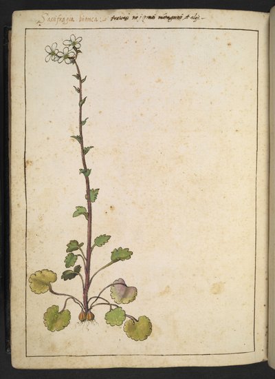 Saxifraga bianca, alpin blomma med vita kronblad, från "Paintings of Flora of the Roman States" av Gherardo Cibo, Add MS 22333, f180v, c.1564-84 (akvarell & gouache på papper) av Gherardo Cibo