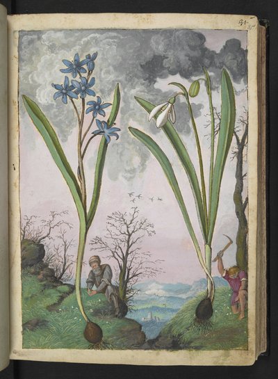 Scilla bifolia och Galanthus nivalis, från "Paintings of Flora of the Roman States" av Gherardo Cibo, Add MS 22333, f035r, c.1564-84 (akvarell & gouache på papper) av Gherardo Cibo