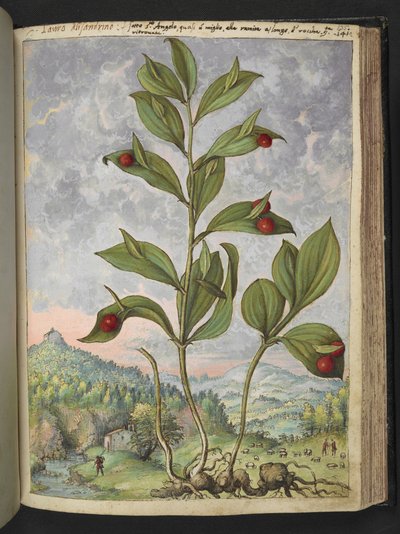 Streptopus amplexifolius (ねじれた茎)、Gherardo Cibo の「Paintings of Flora of the Roman States」より、MS 2233、f135r、c.1564-84 を追加 (紙に水彩とグワッシュ) スウェーデン語 av Gherardo Cibo