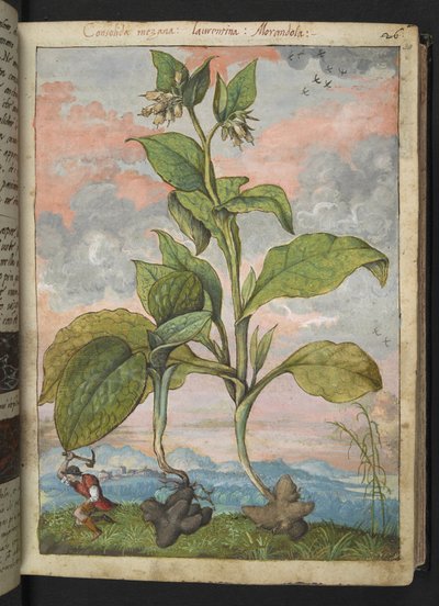 Symphytum tuberosum, från "Paintings of Flora of the Roman States" av Gherardo Cibo, Add MS 22333, f030r, c.1564-84 (akvarell & gouache på papper) av Gherardo Cibo