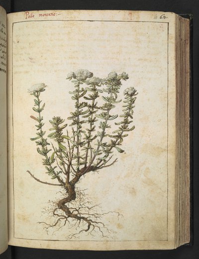Teucrium montanum, från "Paintings of Flora of the Roman States" av Gherardo Cibo, Add MS 22333, f068r, c.1564-84 (akvarell & gouache på papper) av Gherardo Cibo
