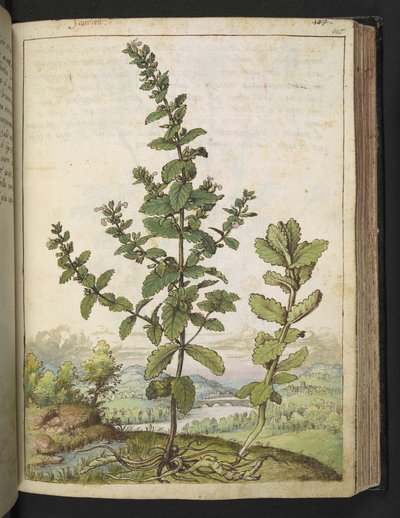 Teucrium scordium, från "Paintings of Flora of the Roman States" av Gherardo Cibo, Add MS 22333, f105r, c.1564-84 (akvarell & gouache på papper) av Gherardo Cibo