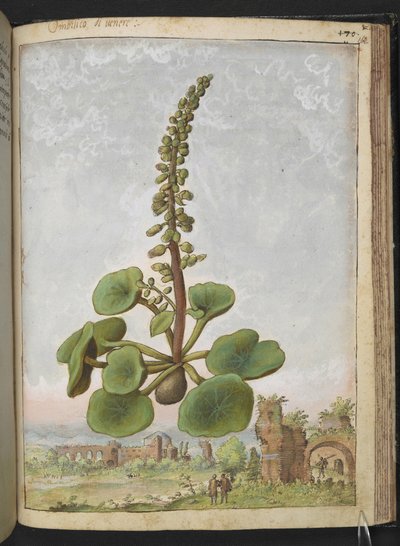 Umbilicus rupestris (Navelört): Ätlig blommande växt, från "Paintings of Flora of the Roman States" av Gherardo Cibo, Add MS 22333, f162r, c.1564-84 (akvarell & gouache på papper) av Gherardo Cibo