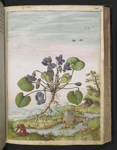 Viola odorata, från "Paintings of Flora of the Roman States" av Gherardo Cibo, Add MS 22333, f104r, c.1564-84 (akvarell & gouache på papper) av Gherardo Cibo
