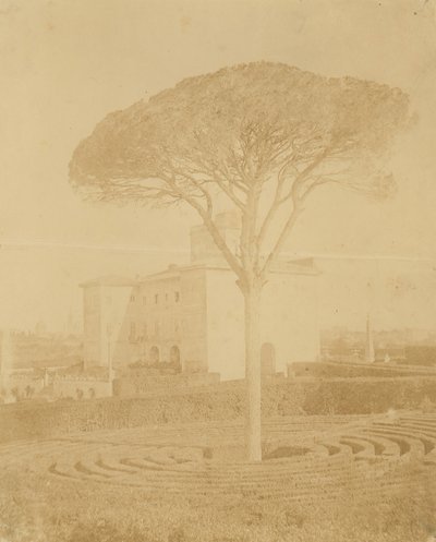 [Träd i formell trädgård utanför Palazzo], 1860-70-tal. av Giacomo Caneva