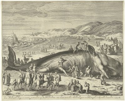 Strandad val vid Berckhey, 1598 En val 70 fot lång, strandad vid den holländska havskusten, mellan Schevelingen och Katwyk, i Sprokkelmaandt, 1598 (titel på objektet) av Gilliam van der Gouwen