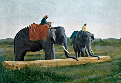 Elefanter som flyttar en stock, Ceylon, c1890 av Gillot
