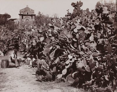”Palermo. Kaktusfikon” [Palermo. Skörd av kaktusfikon] av Giorgio Sommer