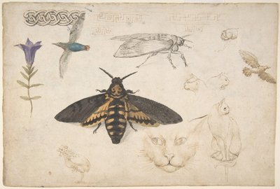 Studier av en gentiana, mal, fåglar, katter, sammanflätade motiv och grekiska band recto..., 1530-40. av Giorgio di Giovanni