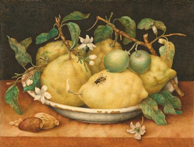 Stilleben med skål med citroner av Giovanna Garzoni