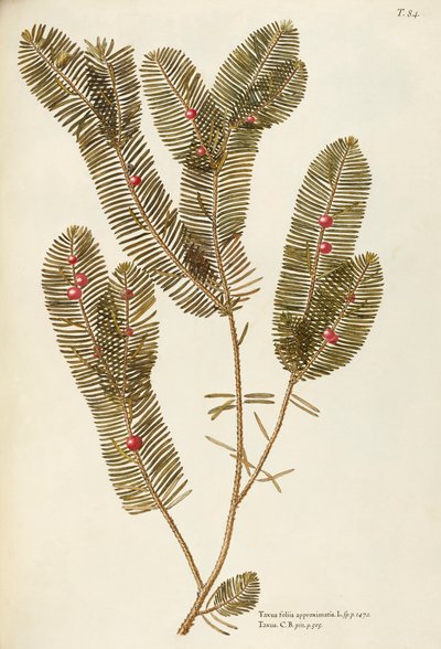 Europeisk idegran (Taxus baccata), Taxaceae av Giovanni Antonio Bottione, akvarell av Giovanni Antonio Bottione