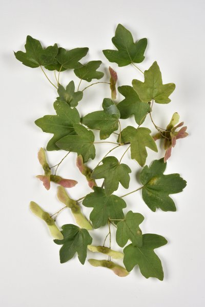 Campestre Acer/Country Maple/Small Maple av Phillipe de Marlier