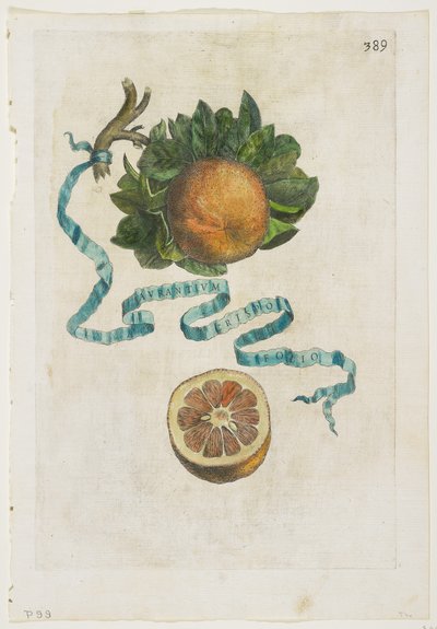 Aurantium Crispo Folio, från Hesperides, 1646 av Giovanni Battista Ferrari