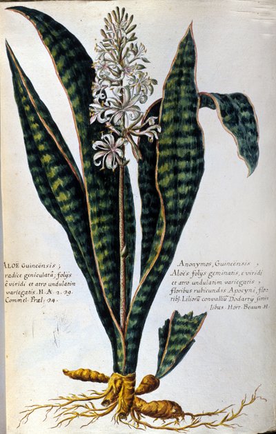 Aloe. Medicinska växter. Gravyr - i "Praktisk botanisk historia, eller växternas nomenklatur, beskrivning och dygder, som hör till medicinens användning..." av Giovanni Battista Morandi