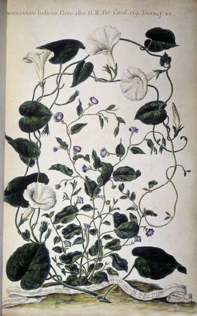 Botanisk tavla: sorter av bindweed. Convolvulus sorter (Convolvulus Indicus vit flora; Convolvulus Siculus). Giovanni Battista Morandi, En målad botanisk trädgård eller en samling växter..., volym I av Giovanni Battista Morandi