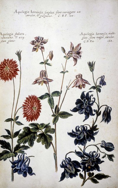 Botanisk styrelse: tre sorters Ancolies (Aquilegia) - I "" Praktisk botanisk historia, eller av växter som är relevanta för användningen av media, nomenklatur, beskrivning och dygder..."" av Giovanni Battista Morandi (? - 1761) av Giovanni Battista Morandi