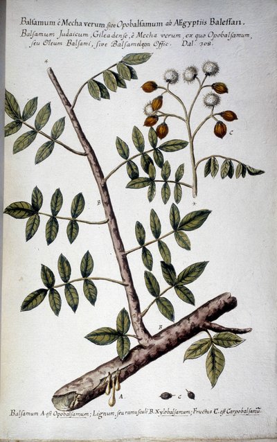 Opobalsamum (Branch with seve) - I "" Praktisk botanisk historia, eller växter som är relevanta för användningen av media, nomenklatur, beskrivning och dygder..."" av Giovanni Battista Morandi (? - 1761) av Giovanni Battista Morandi