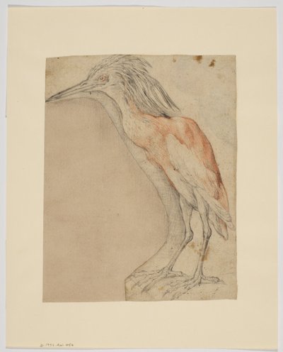 Heron, recto (krita på papper) av Giovanni da Udine (after)
