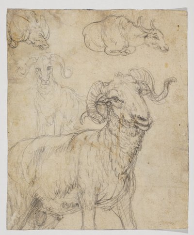 Ram och buffel, tergo (krita och akvarellteckning) av Giovanni da Udine (after)