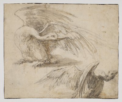 Två svanar, recto (krita och akvarellteckning) av Giovanni da Udine (after)