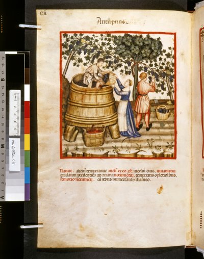 Theatrum sanitatis av Ububchasym de Baldach: "Autupnus", 1300-talets första decennium (miniatyr) av Giovannino de