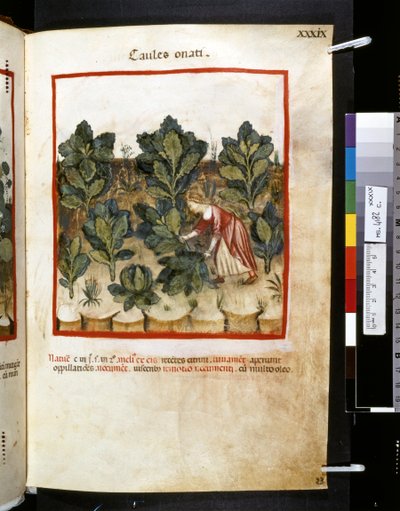 Theatrum sanitatis av Ububchasym de Baldach: "Caules Onati", första decenniet av 1300-talet (miniatyr) av Giovannino de