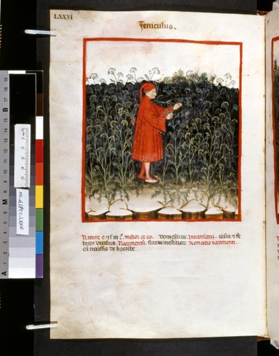 Theatrum sanitatis av Ububchasym de Baldach: "Feniculus", 1300-talets första decennium (miniatyr) av Giovannino de