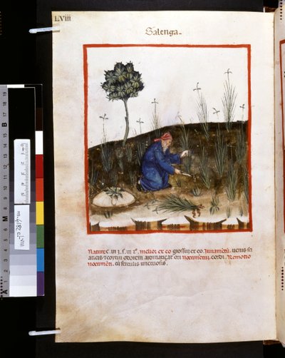 Theatrum sanitatis av Ububchasym de Baldach: "Galenga", 1300-talets första decennium (miniatyr) av Giovannino de