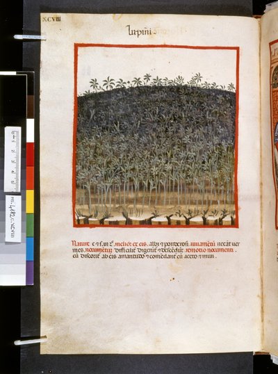 Theatrum sanitatis av Ububchasym de Baldach: "Lupini", 1300-talets första decennium (miniatyr) av Giovannino de
