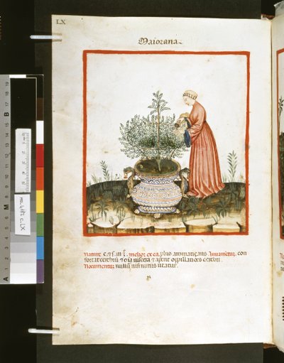 Theatrum sanitatis av Ububchasym de Baldach :"Maiorana", 1300-talets första decennium (miniatyr) av Giovannino de