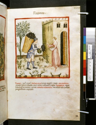 Theatrum sanitatis av Ububchasym de Baldach: "Napones", 1300-talets första decennium (miniatyr) av Giovannino de