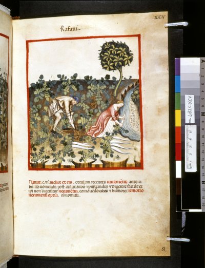 Theatrum sanitatis av Ububchasym de Baldach :"Rafani", 1300-talets första decennium (miniatyr) av Giovannino de
