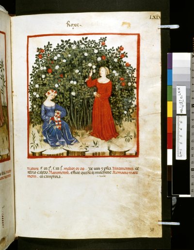 Theatrum sanitatis av Ububchasym de Baldach: "Roxe", 1300-talets första decennium (miniatyr) av Giovannino de