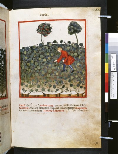 Theatrum sanitatis av Ububchasym de Baldach: "Viole", 1300-talets första decennium (miniatyr) av Giovannino de