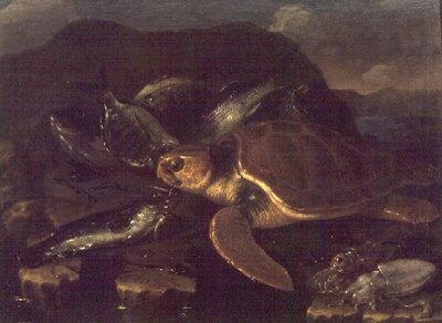 Stilleben med en fisk och en sköldpadda av Giuseppe Recco