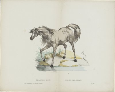 Étalon pur sang / Hingst helblod (titel på objekt) av Glenisson and Van Genechten