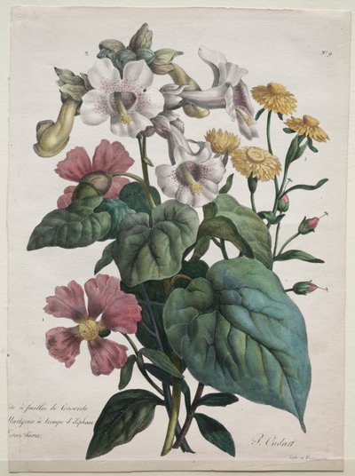 Naturhistorisk lektion, som innehåller djurrikets huvudarter, klassificerad metodiskt: Martynia eller Unicorn Plant av Godefroy Engelmann