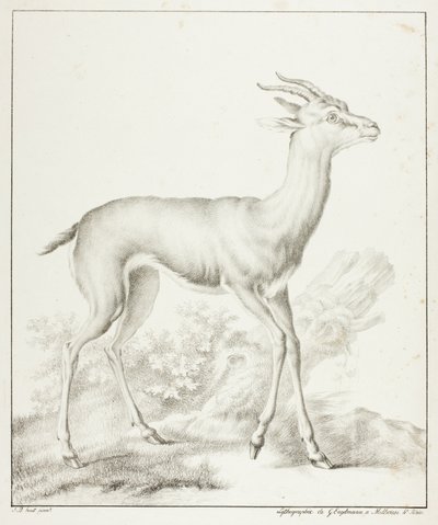 Antilop av Gottfried Engelmann