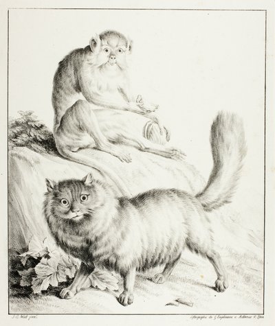 Katt och apa av Gottfried Engelmann