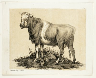 Tjuren av Gottfried Engelmann