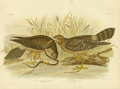 Allied harrier eller spotted harrier, 1891 av Gracius Broinowski